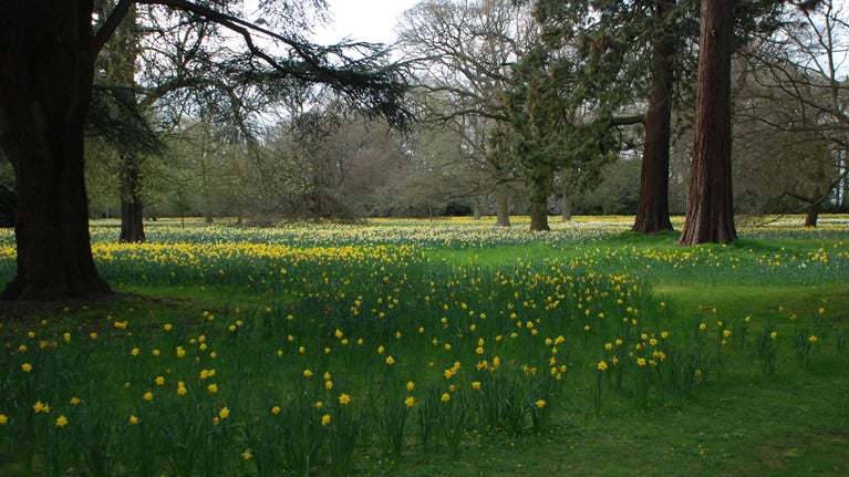 Daffodils